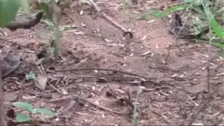 Tamil aunty sex video Kamala Aunty’s phone call to Srungaram was made